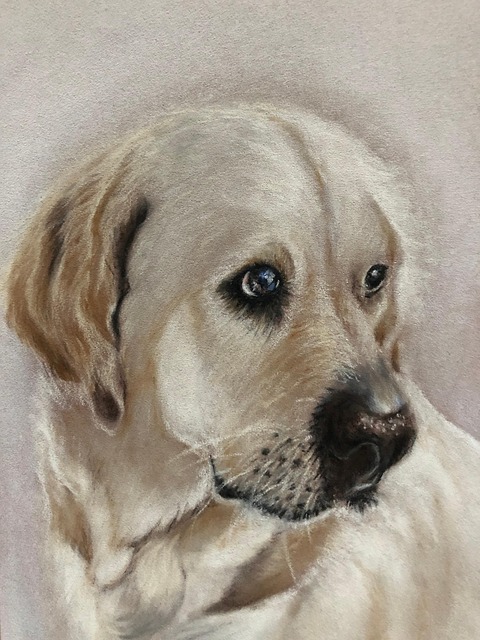 Free Dog Labrador photo and picture