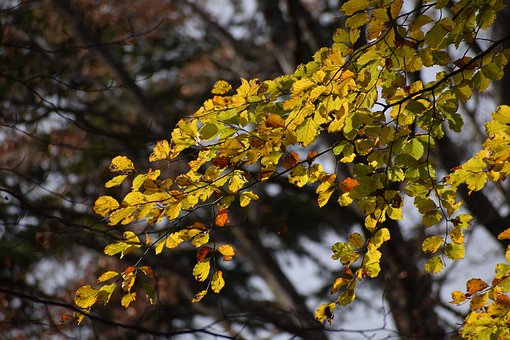 Free Leaves Autumn photo and picture