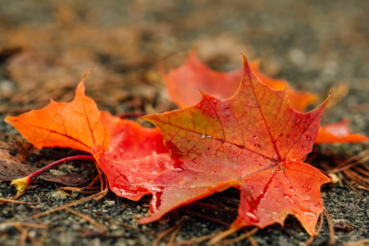 Efter r Blade Efter rsblade Gratis Foto P Pixabay