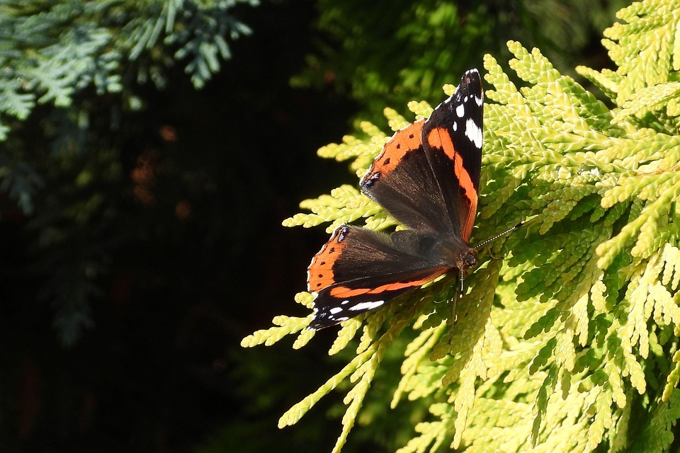  Schmetterling Insekt Natur - Kostenloses Foto auf Pixabay Illustration 