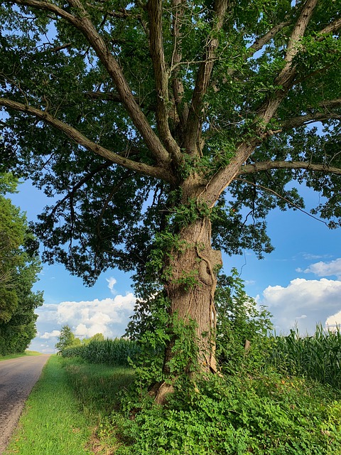 Free Bark B Ue Sky photo and picture
