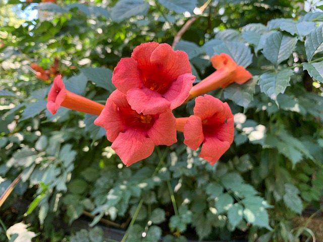 Free Campsis Radicans Creeping Vines photo and picture