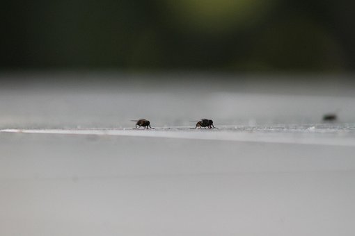 Moscas, Insectos, Mosquitos, De Cerca