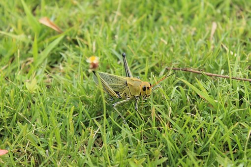 Saltamontes, Grillo, Insecto, Brinco