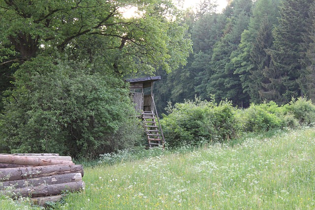 Free Hunter'S Hut Forest photo and picture