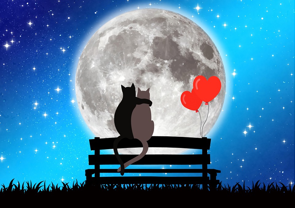 猫恋爱很少 Pixabay上的免费图片
