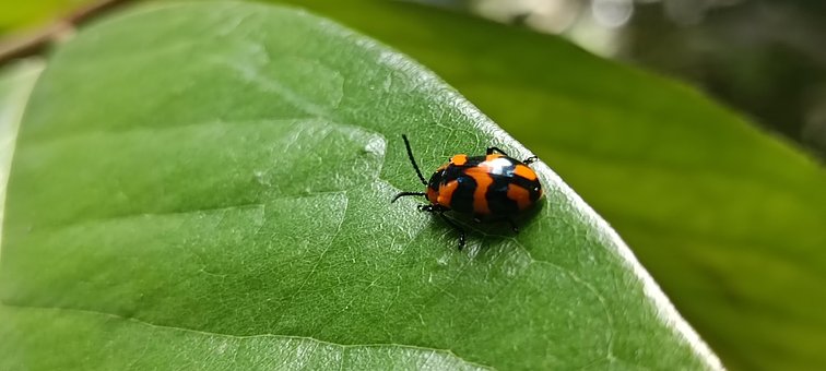 Animal, Natural, Insecto, Parásito