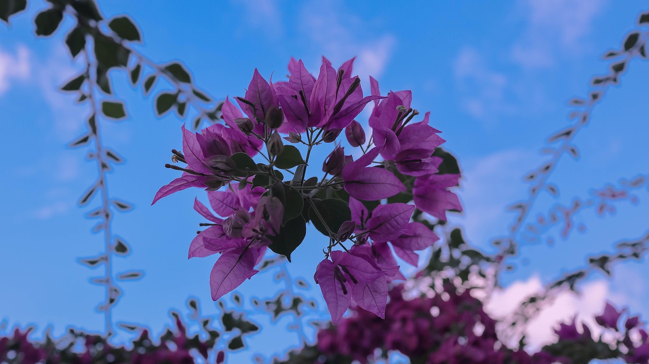 Flowers Plant Bougainvillea Free photo on Pixabay Pixabay