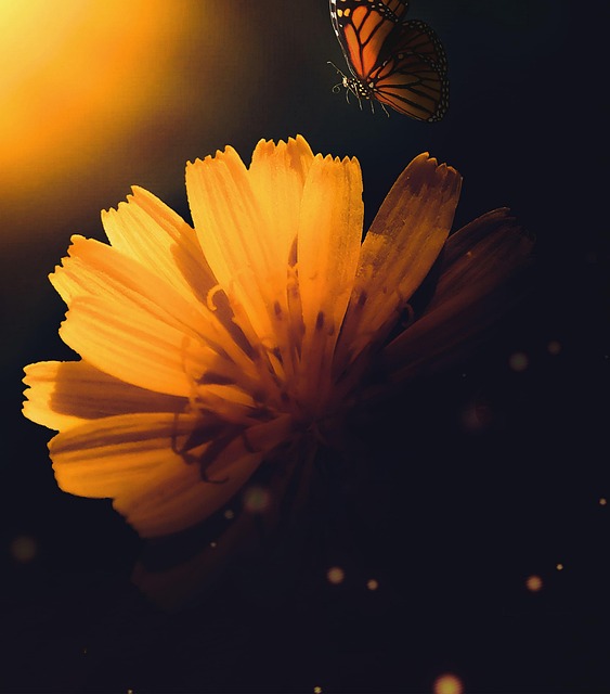 Free Flower Sunflower photo and picture