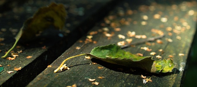 Efterår, Blade, Blomst, Sti, Mælkebøtte