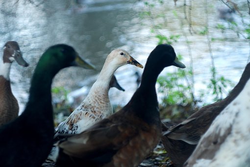 Free Ducks Pond photo and picture