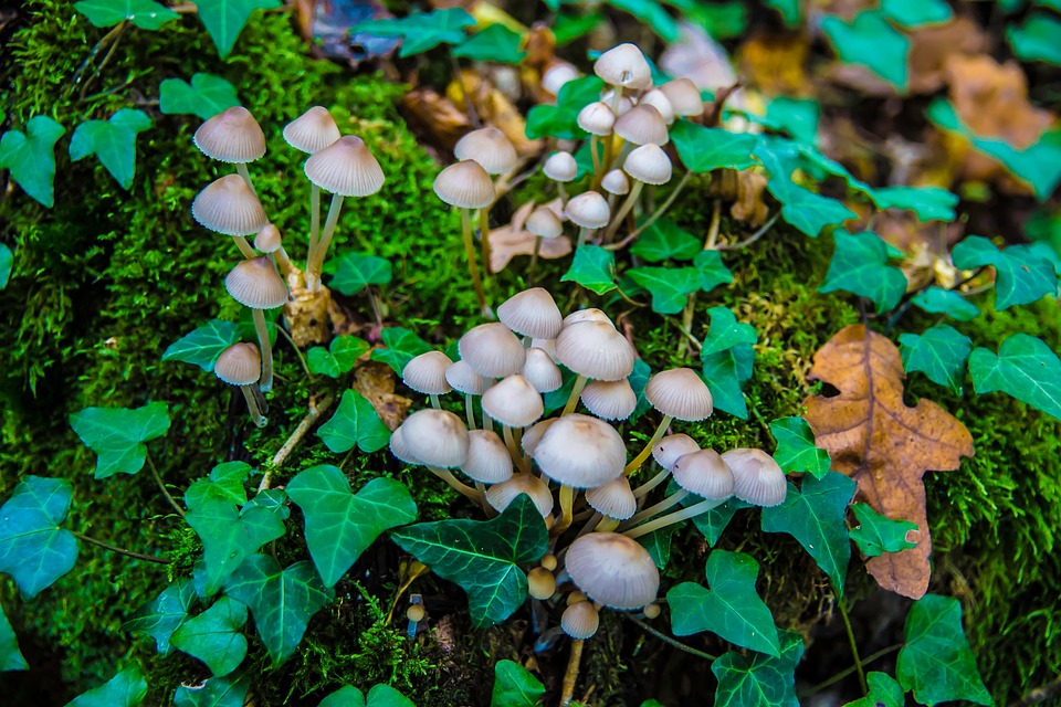 Mushrooms Fall Ivy - Free photo on Pixabay - Pixabay