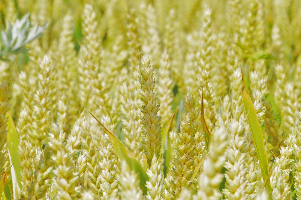 Blé Épis Champ - Photo gratuite sur Pixabay