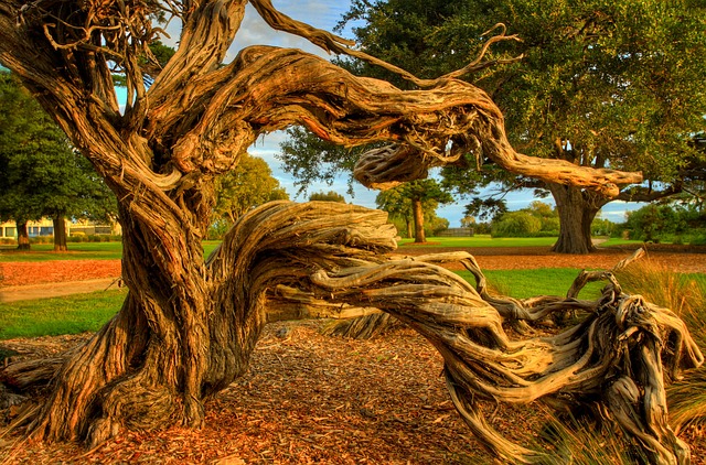 Free Nature Tree photo and picture