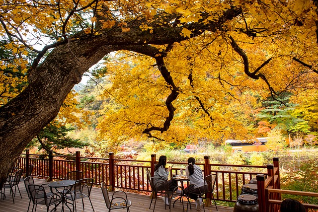 Free Autumn Trip Autumn Leaves photo and picture