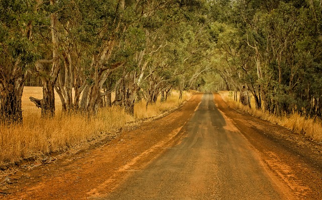 Free Road Trees photo and picture