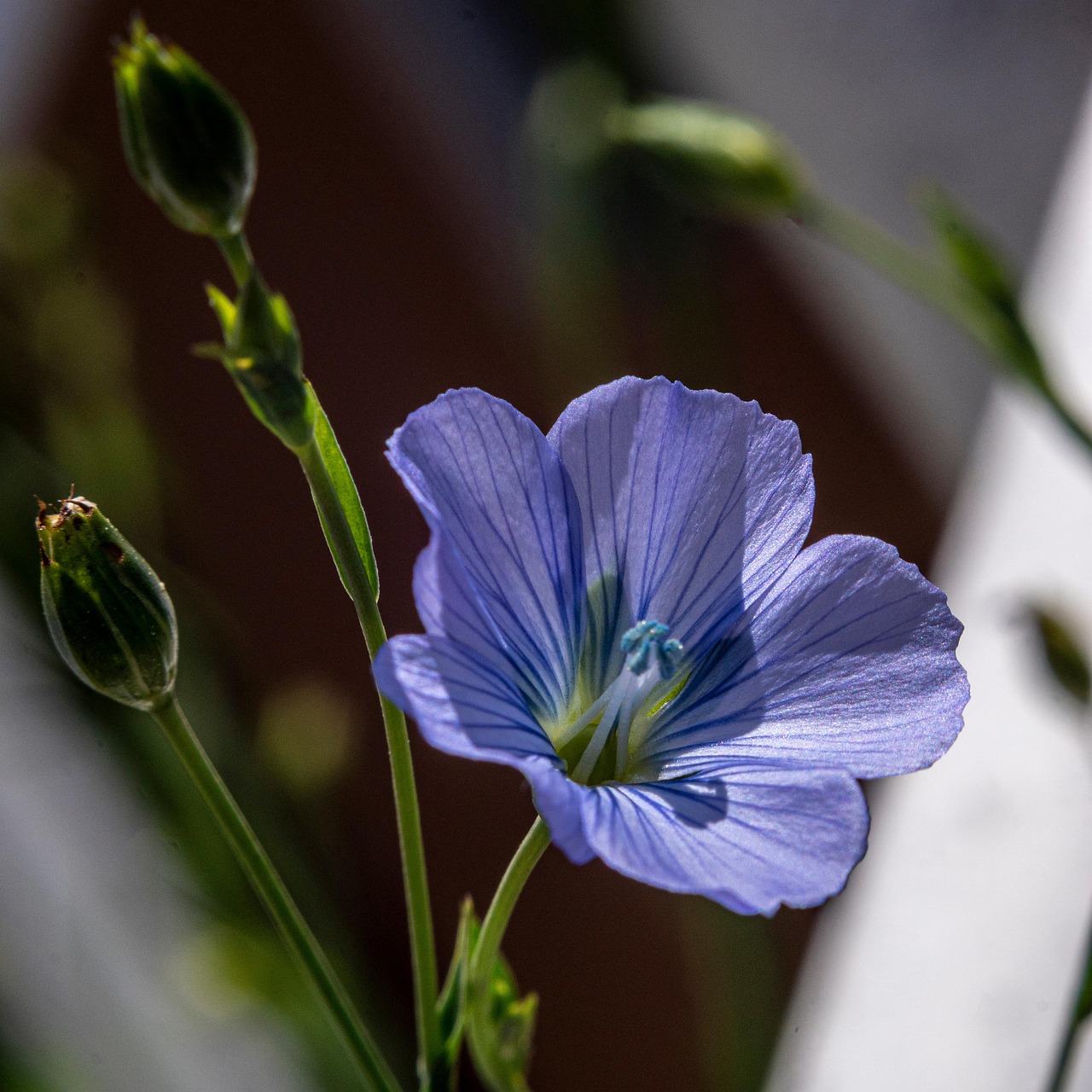 Flax Flowers Plant Linum - Free photo on Pixabay