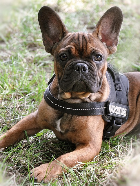 Free French Bulldog Bulldog photo and picture