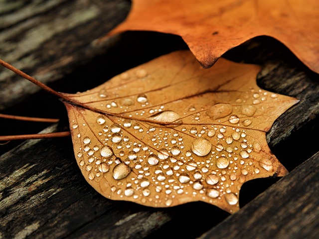 Free Leaves Fall photo and picture