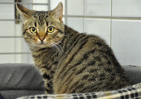 Free Cat Female photo and picture