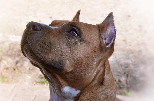 Free Dog Staffordshire Terrier photo and picture