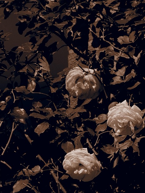 Free Sepia Roses photo and picture