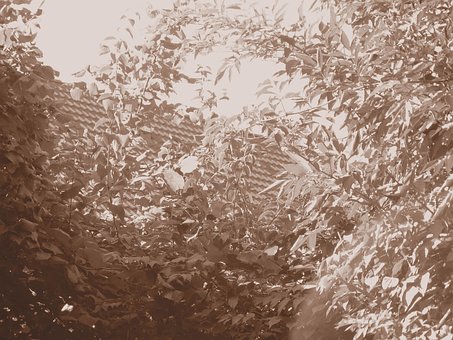 Free Sepia Summer photo and picture