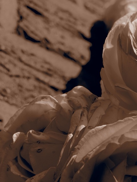 Free Sepia Roses photo and picture