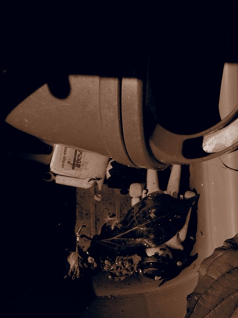 Free Sepia Garden photo and picture