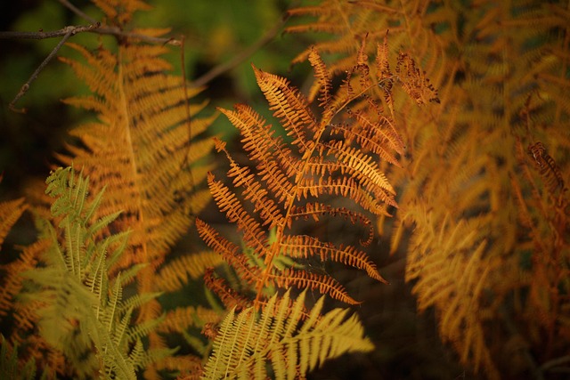 Blade, Løv, Orange, Efterår, Blomst