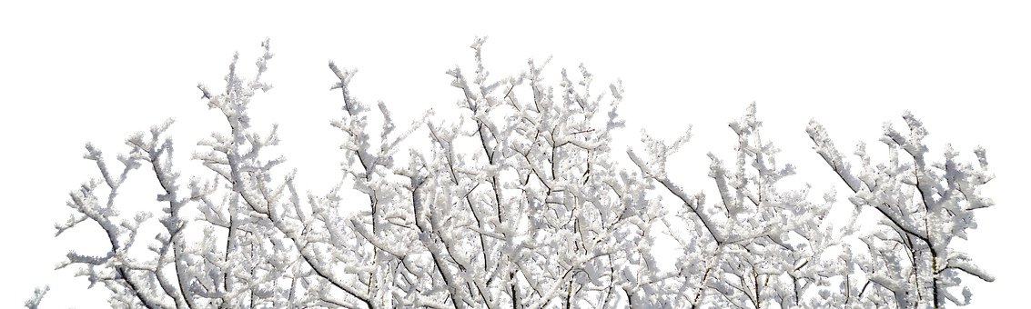 Free Branches Tree illustration and picture
