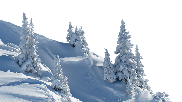 Free Trees Winter illustration and picture