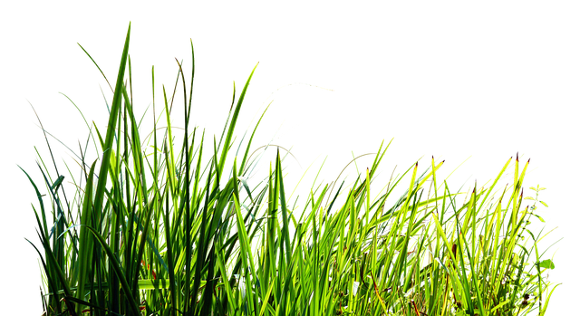 Free grass tall blades illustration