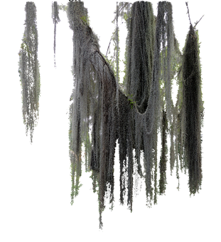 1+ Free Spanish Moss & Moss Illustrations - Pixabay