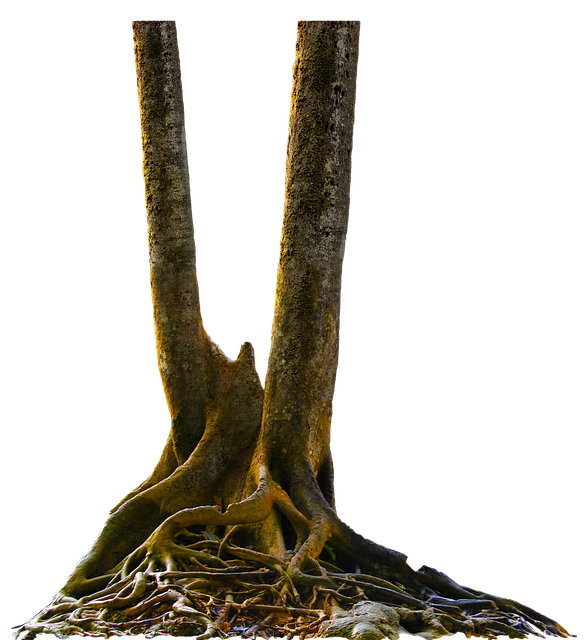 Free Trees Tree Trunks illustration and picture