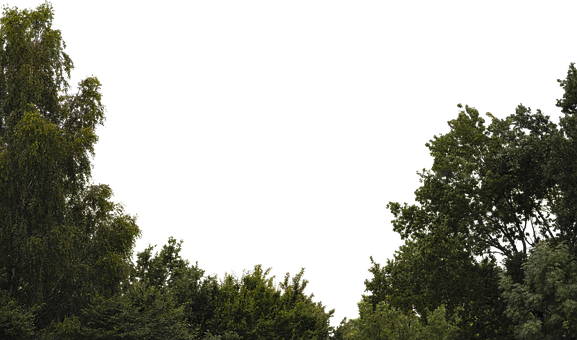 Free Trees Forest illustration and picture