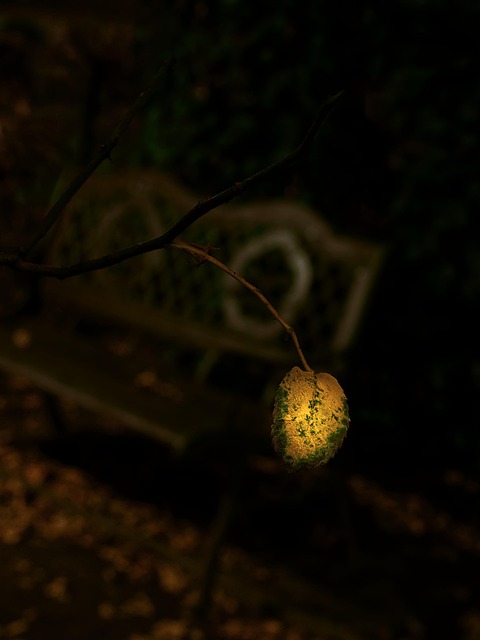 Efterår, Blad, Lys, Natur, Mørk