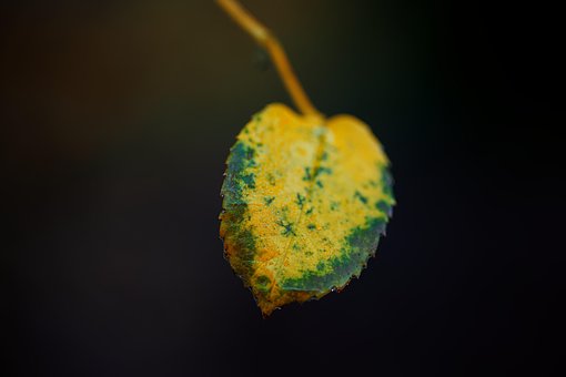 Blad, Efterår, Efterårsfarver, Tæt På