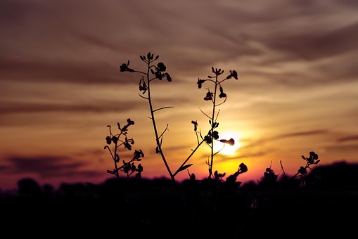 Solopgang, Efterår, Solnedgang, Eng