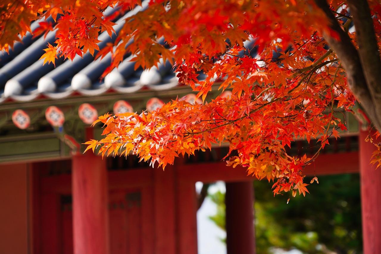 Autumn Leaves Foliage - Free photo on Pixabay - Pixabay