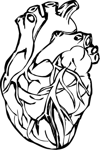 Free heart organ line art vector