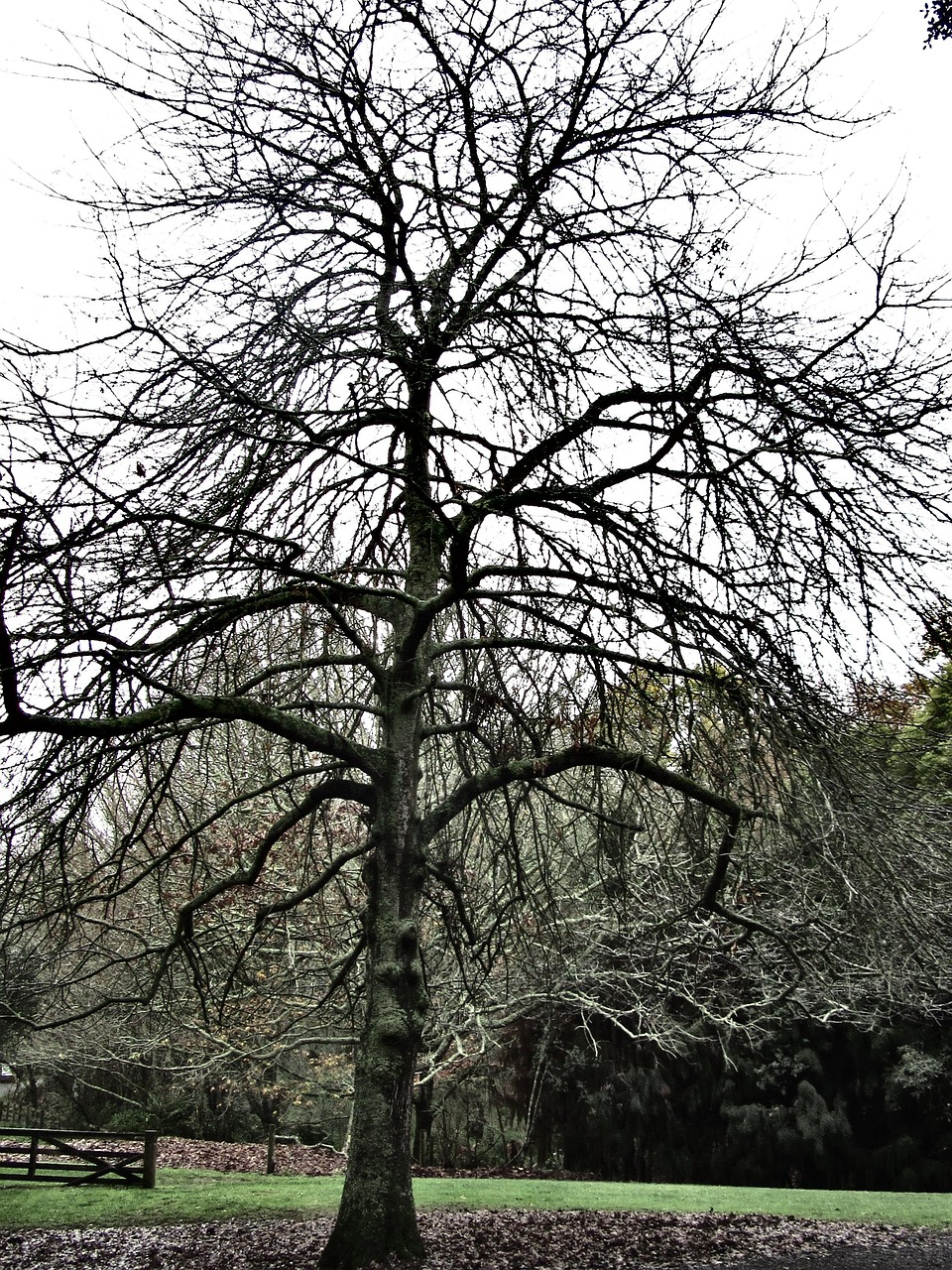 Baum Natur Erde - Kostenloses Foto auf Pixabay - Pixabay