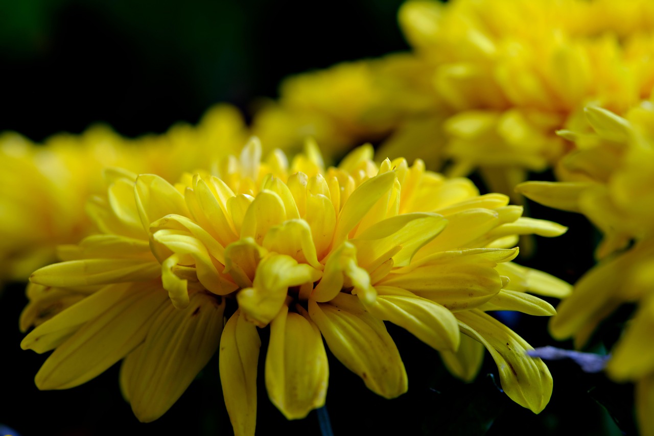 Chrysanthemum Flower Plant Free photo on Pixabay Pixabay