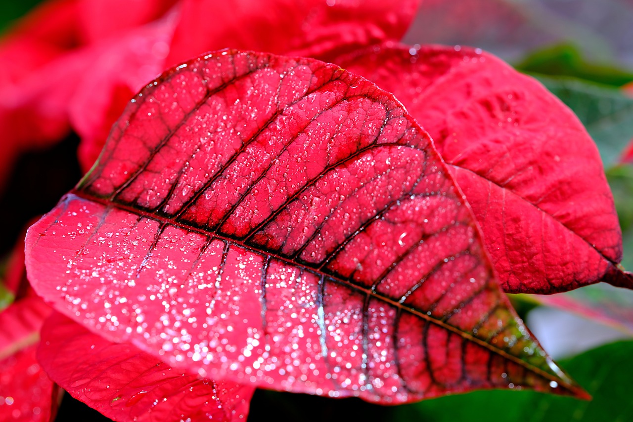 400,000+ Free Poinsettia Flower & Poinsettia Images - Pixabay