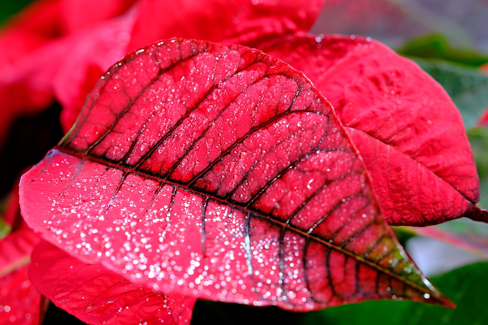 Poinsettia Leaves Plant Free photo on Pixabay Pixabay