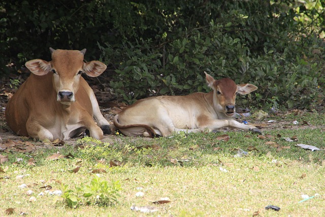 Free Cow Calf photo and picture