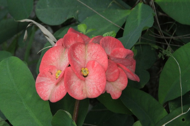 Free Vietnam Flower photo and picture