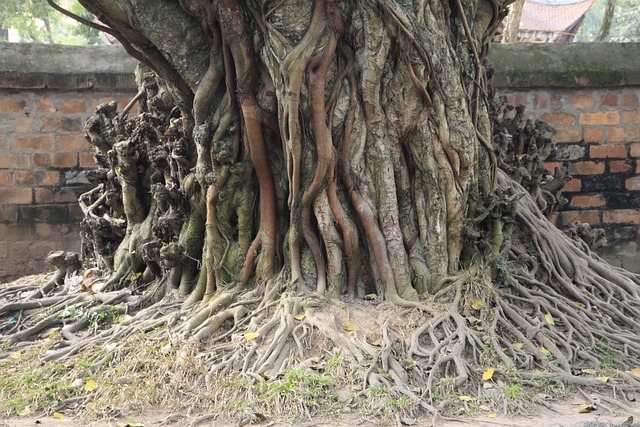 Free Vietnam Fig Tree photo and picture