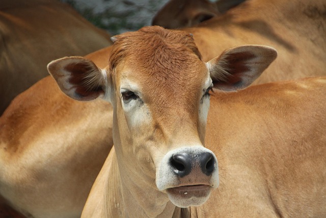 Free Vietnam Agriculture photo and picture