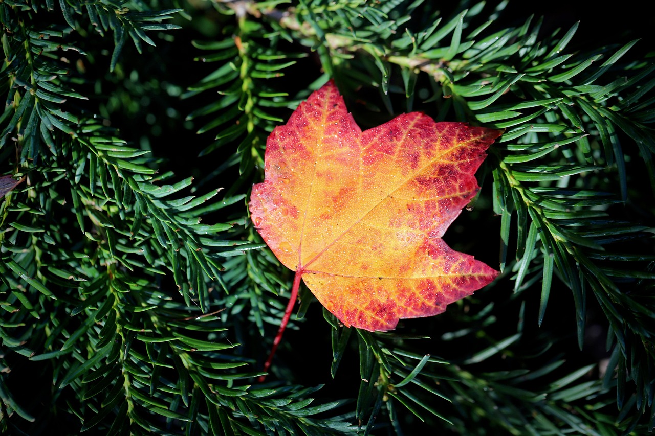 10,000 + 무료 단풍잎 & 단풍 이미지 - Pixabay